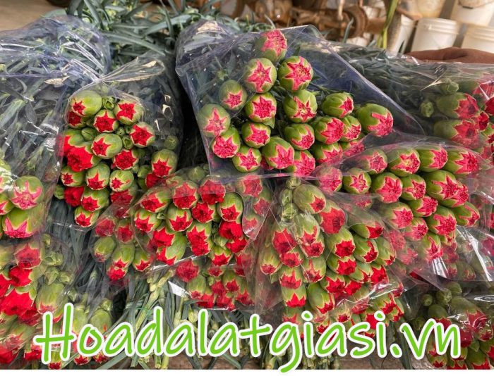 Vận chuyển hoa cẩm chướng từ vườn Đà Lạt