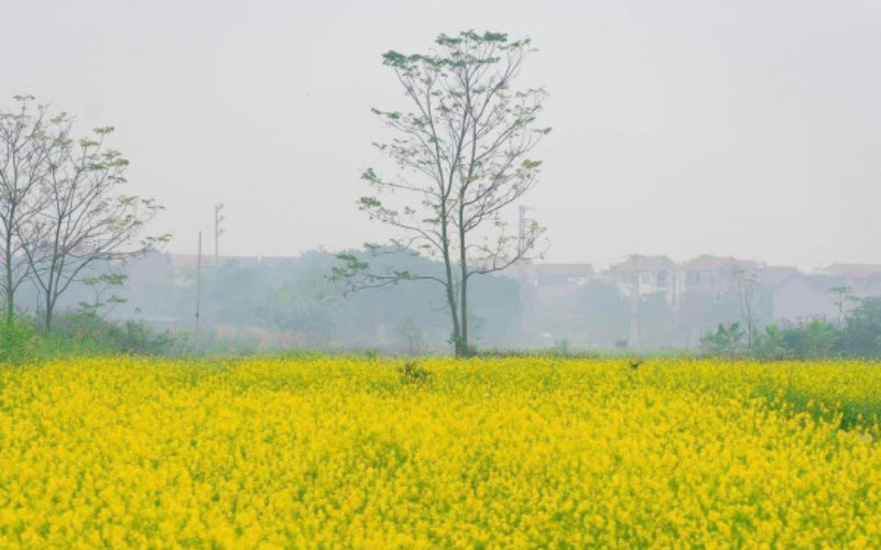 Vẻ đẹp bình yên của cánh đồng hoa cải vàng Cầu Đất Farm