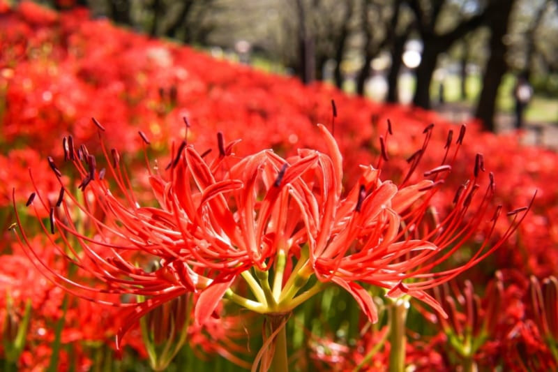 Vẻ đẹp huyền bí của hoa bỉ ngạn Lycoris radiata