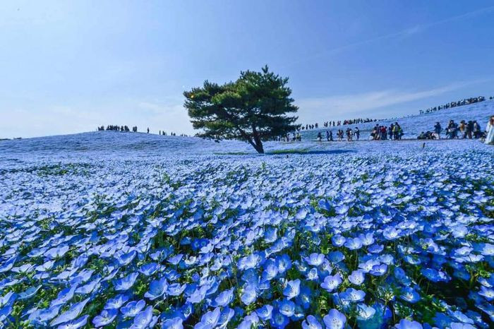 Vẻ đẹp mê hoặc của biển hoa nemophila xanh ngắt tại công viên Hitachi Seaside, Nhật Bản.