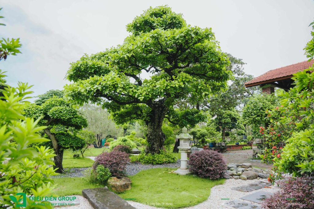 Vẻ đẹp nổi bật của hoa Hồng Phụng trong không gian sân vườn