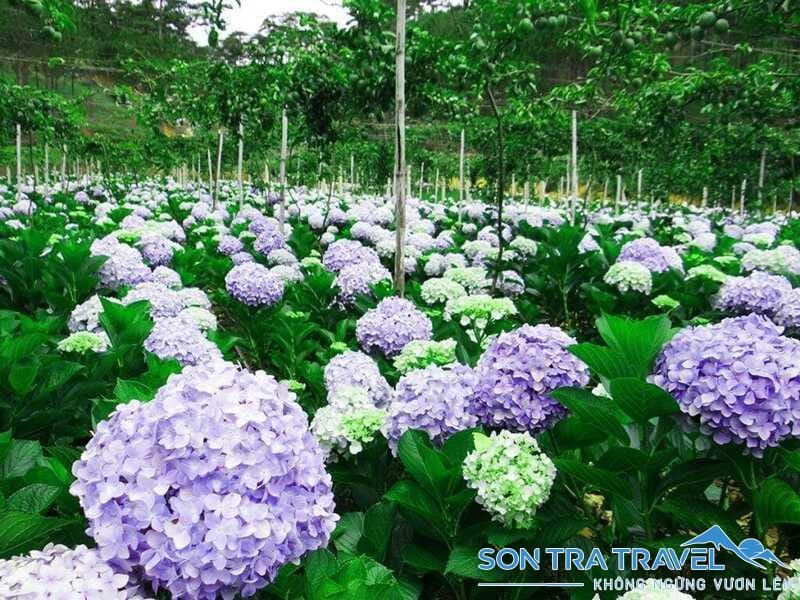 Vẻ đẹp say đắm của hoa cẩm tú cầu Đà Lạt nở rộ suốt bốn mùa