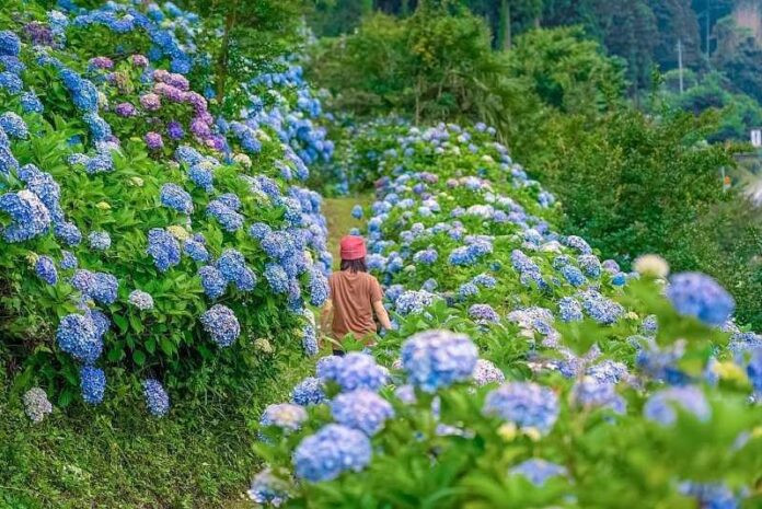 Vẻ đẹp thơ mộng của Vườn Cẩm Tú Cầu tại Hoa Sơn Điền Trang, hòa mình giữa thiên nhiên hoang sơ của Đà Lạt.