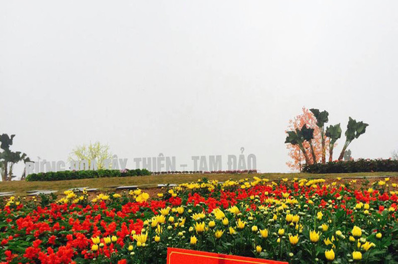 Vẻ đẹp toàn cảnh vườn hoa Tây Thiên Tam Đảo rực rỡ sắc màu