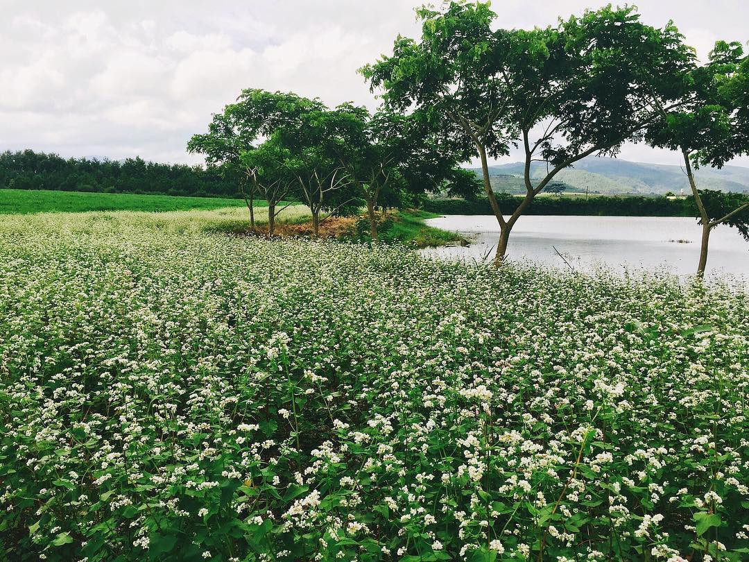 Vẻ đẹp yêu kiều của những đóa hoa tam giác mạch Đà Lạt, cánh hoa chụm lại hình chóp nón