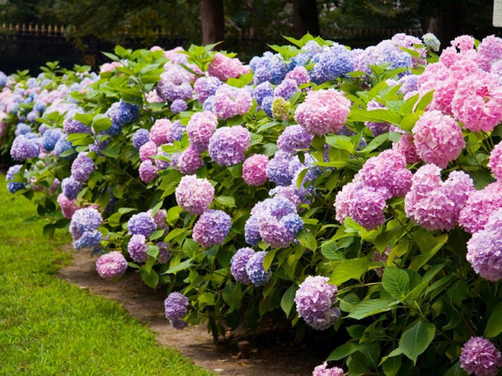 Vườn cẩm tú cầu tại Vườn hoa Đà Lạt với những bông hoa xanh biếc, hồng tím nở rộ, tạo không gian thơ mộng.