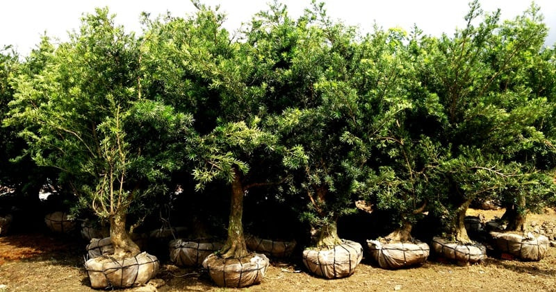 Vườn cây vạn niên tùng khỏe khoắn, đóng bầu chắc chắn tại ILG