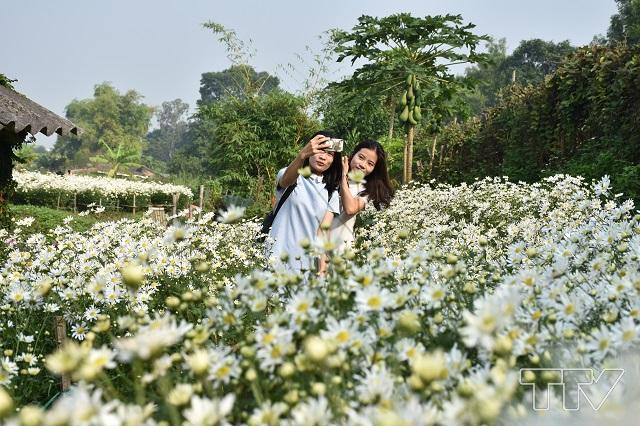 Vườn cúc họa mi trắng tinh khôi ở Thanh Hóa, điểm chụp ảnh yêu thích