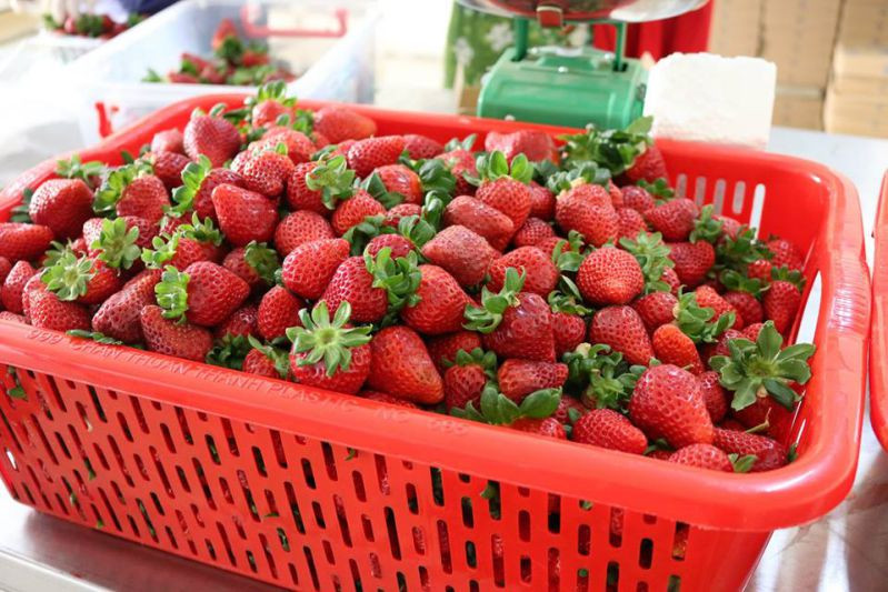 Vườn dâu giống Mỹ - Hoa Thắng Thịnh