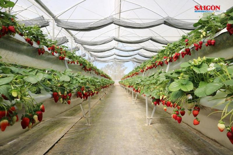 Vườn dâu tây Hoa Thái Thịnh ở Đà Lạt