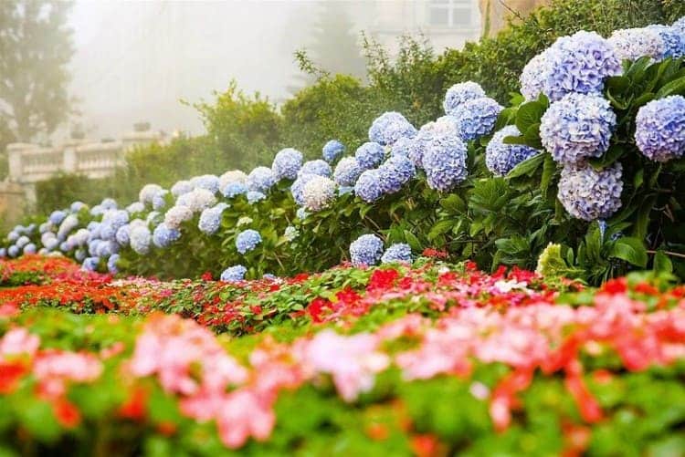 Những loài hoa làm nên vẻ đẹp của vườn hoa Le Jardin D Amour