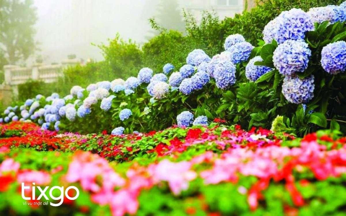 Vườn hoa Bà Nà Hills đẹp muôn sắc màu, mời gọi du khách khám phá