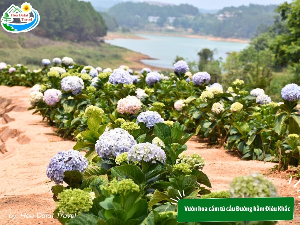 Vườn hoa cẩm tú cầu Đường hầm Điêu Khắc