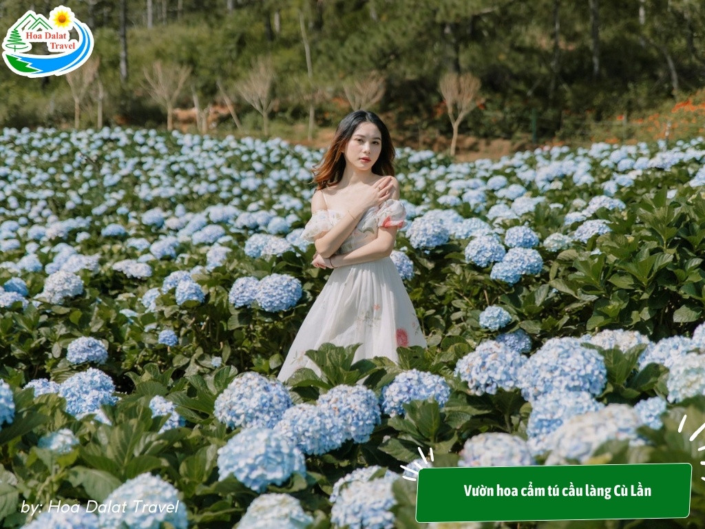 Vườn hoa cẩm tú cầu ở làng Cù Lần nổi tiếng với vẻ đẹp thơ mộng, hoang sơ