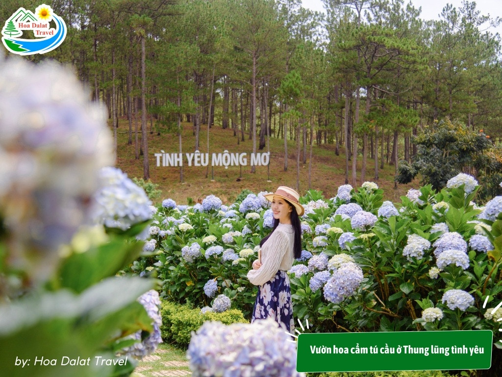 Vườn hoa cẩm tú cầu ở Thung lũng tình yêu là một điểm đến tuyệt đẹp và lãng mạn