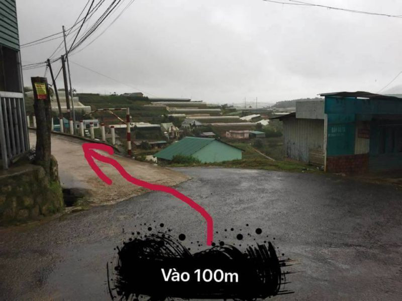 Vườn hoa cẩm tú cầu rộng lớn Đà Lạt