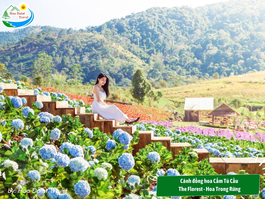 Vườn hoa cẩm tú cầu The Florest - Hoa Trong Rừng thơ mộng, là điểm chụp hình lý tưởng cho du khách
