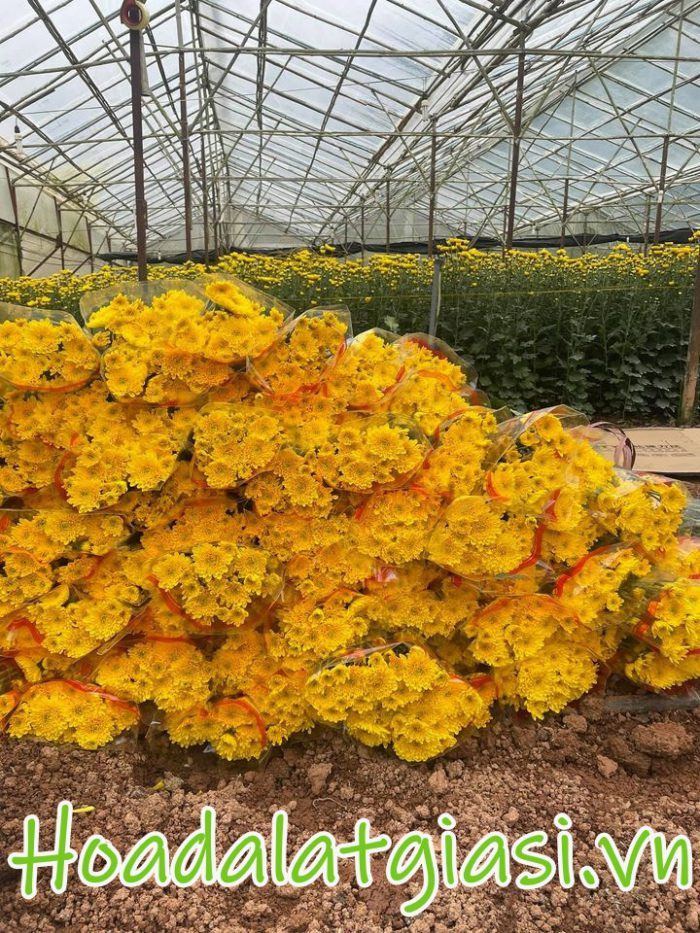 Vườn hoa cúc chùm at Đà Lạt rực rỡ