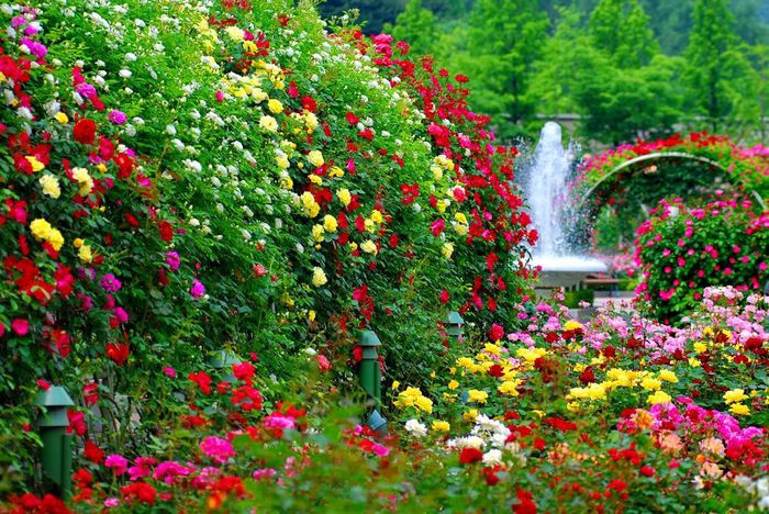Vườn hoa đẹp nhất thế giới, rộng lớn và kỳ vĩ, đẹp đến ngỡ ngàng.