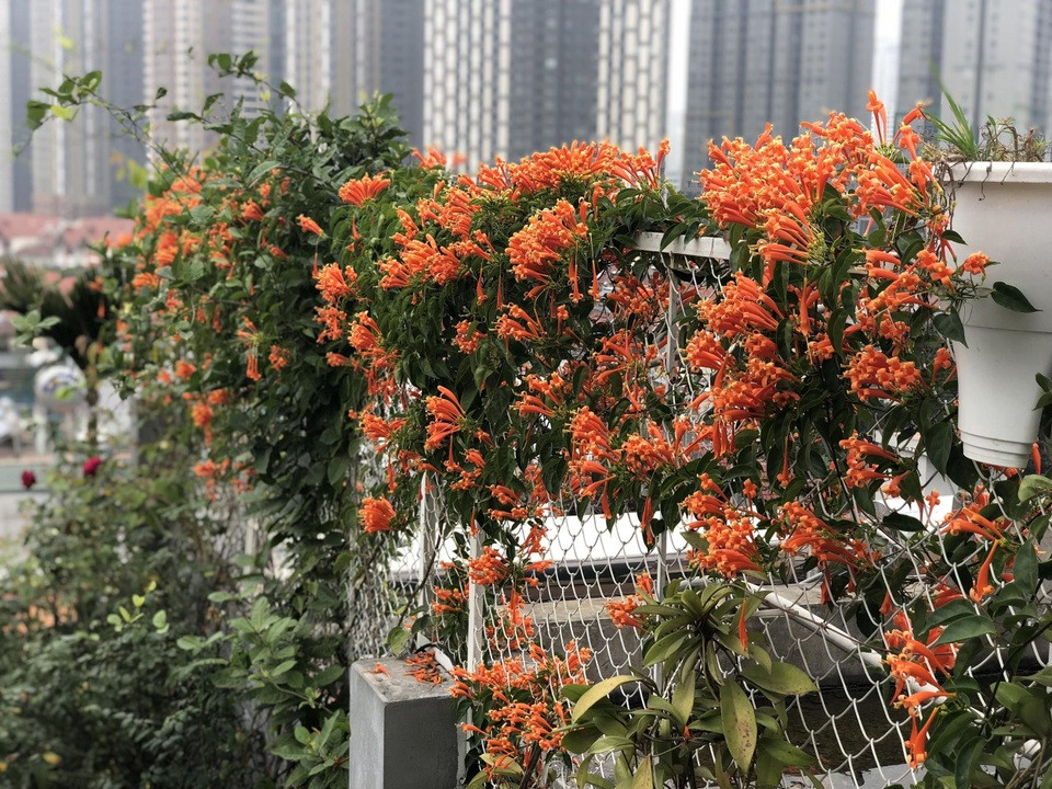Vườn hoa đẹp trên sân thượng: Cây thân leo phủ kín tường rào của khu vườn trên sân thượng