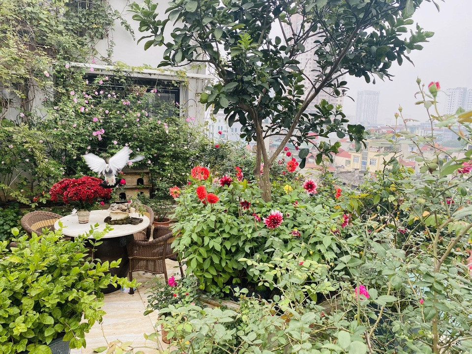 Vườn hoa đẹp trên sân thượng: Tường rào được phủ kín bởi các loại cây thân leo như sử quân tử, hồng leo, đăng tiêu