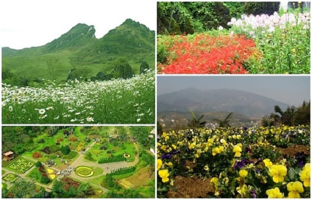 Vườn hoa Hàm Rồng Sapa mang vẻ đẹp tựa chốn thần tiên giữa lòng Sapa