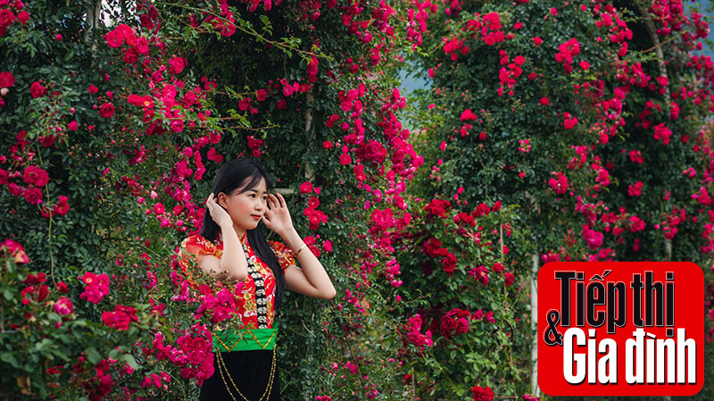 Vườn hoa hồng cổ rực rỡ tại Sun World Fansipan Legend, một trong những vườn hoa đẹp nhất Việt Nam