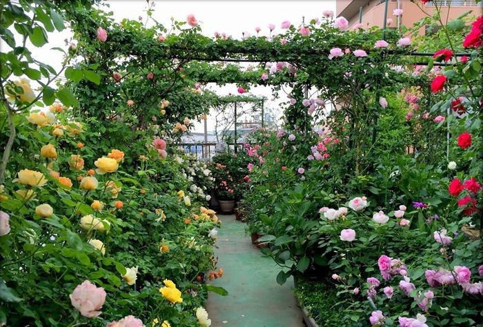 Vườn hoa hồng đẹp, lãng mạn và kiêu sa, với hàng ngàn bông hồng khoe sắc.