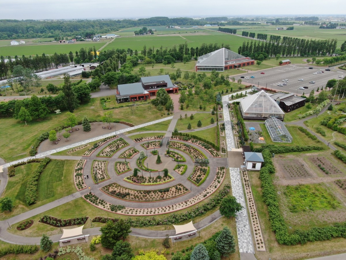 Vườn hoa hồng Iwamizawa Hokkaido với giống Hamanasu đặc trưng