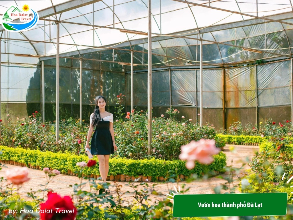 Vườn hoa hồng ở vườn hoa thành phố Đà Lạt