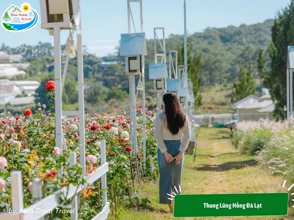 Vườn hoa hồng rộng lớn hơn 8000 mét vuông trồng nhiều giống hoa đẹp ở Thung Lũng Hồng Đà Lạt