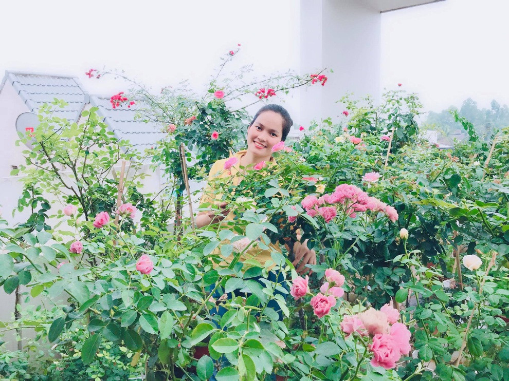 Vườn hoa hồng trên sân thượng rực rỡ sắc màu tại Phúc Yên, Vĩnh Phúc