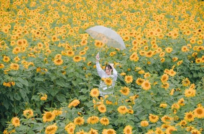 Vườn hoa hướng dương nở rộ rực rỡ tại Cầu Đất Farm, điểm check-in lý tưởng ở Đà Lạt với sắc vàng hút mắt