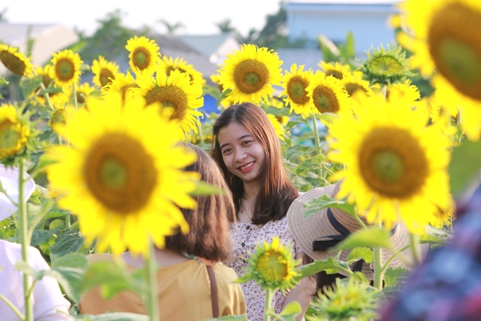 Vườn hoa hướng dương ở Huế mở cửa đón khách từ ngày 26/4, thu hút hơn 1.000 lượt khách tham quan mỗi ngày với giá vé 20.000 đồng.