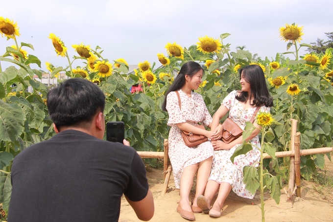 Sáng sớm hoặc chiều tà là thời gian lý tưởng để chụp ảnh tại vườn hoa hướng dương ở Huế do thời tiết nắng gắt vào mùa hè.