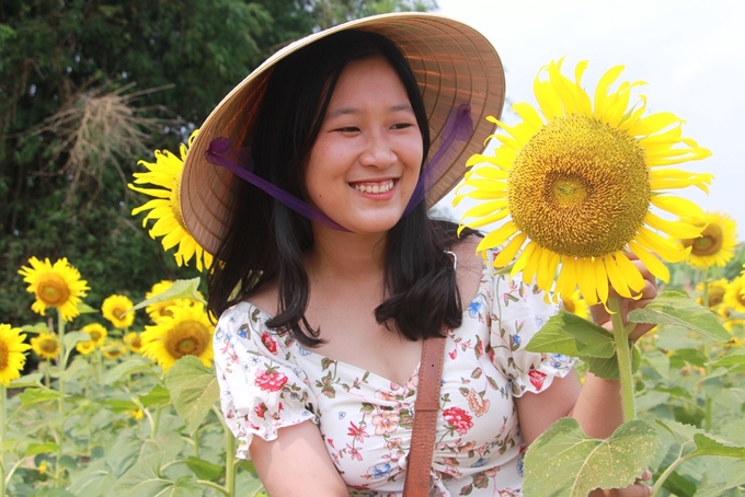 Hướng dẫn đường đi đến vườn hoa hướng dương ở Huế: theo đường lên chùa Thiên Mụ, rẽ phải về Tứ Hạ.