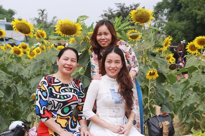 Nhiều phụ nữ Huế diện áo dài truyền thống tạo dáng chụp ảnh tại vườn hoa hướng dương, lưu giữ kỷ niệm đẹp.