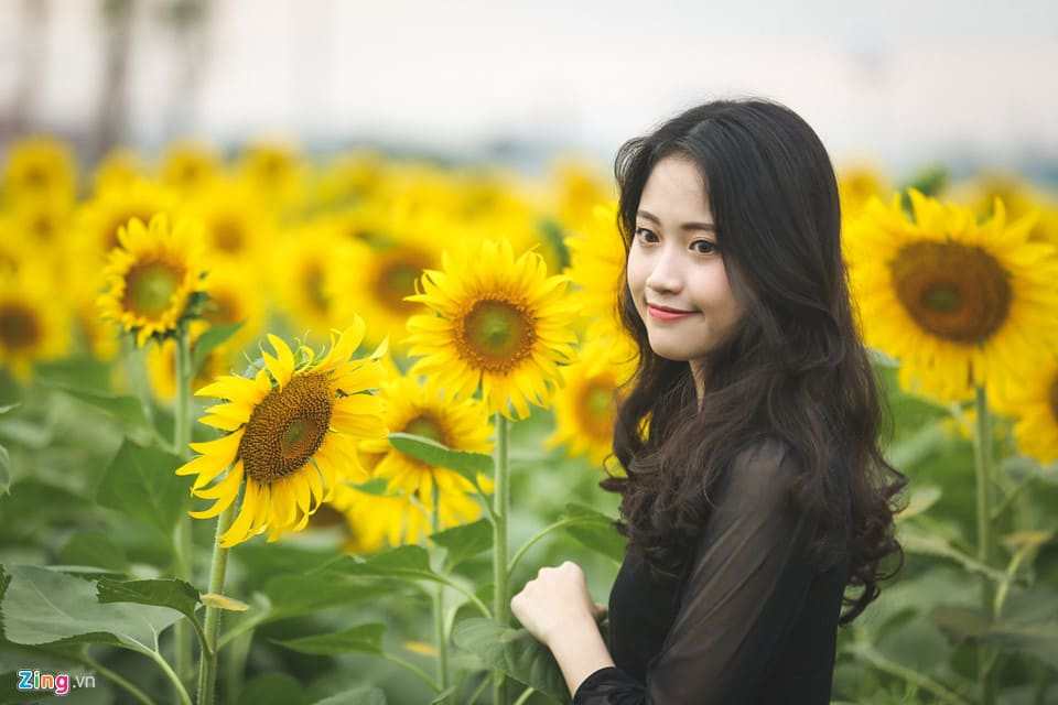 Vườn hoa hướng dương Thủ Đức rộng lớn đón khách