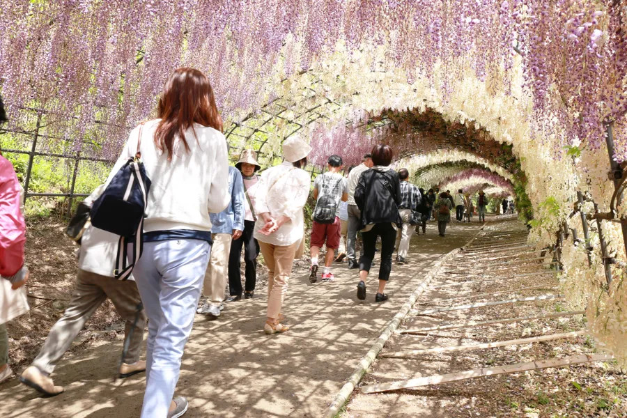 Vườn hoa Kawachi Fuji với con đường hoa anh đào Nhật Bản rực rỡ, kết hợp cùng vẻ đẹp của hoa tử đằng