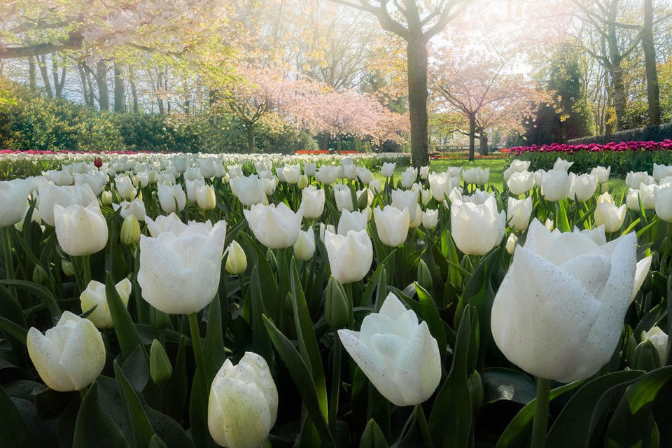 Vườn hoa Keukenhof: Dòng tulip trắng và đỏ tuyệt đẹp dưới nắng xuân