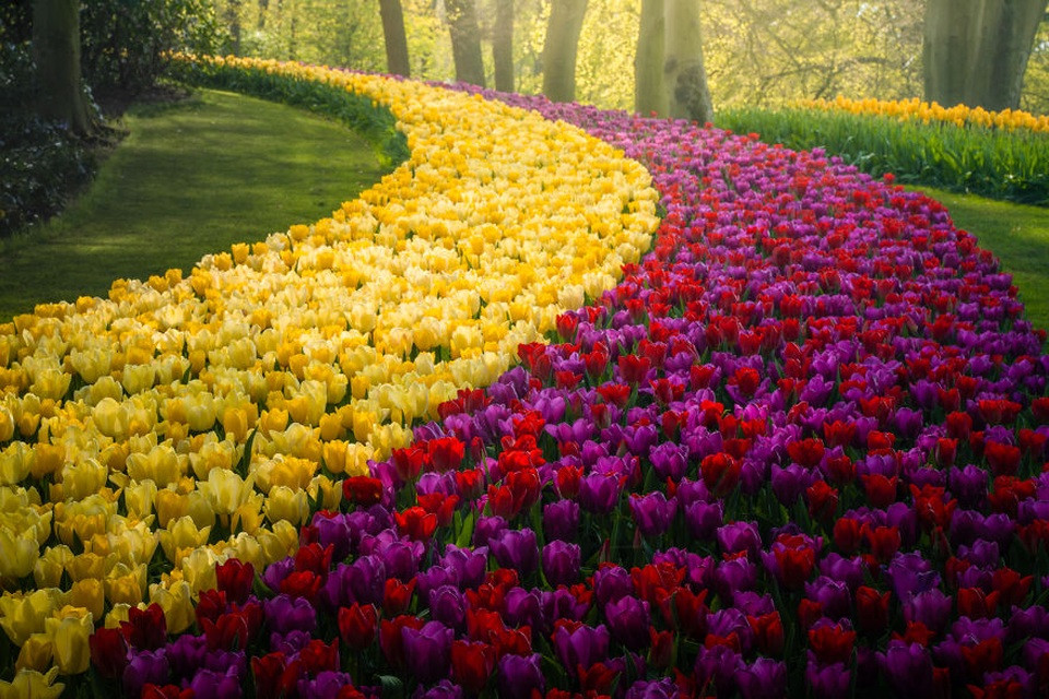 Vườn hoa Keukenhof rực rỡ sắc đỏ và vàng, bố cục hài hòa