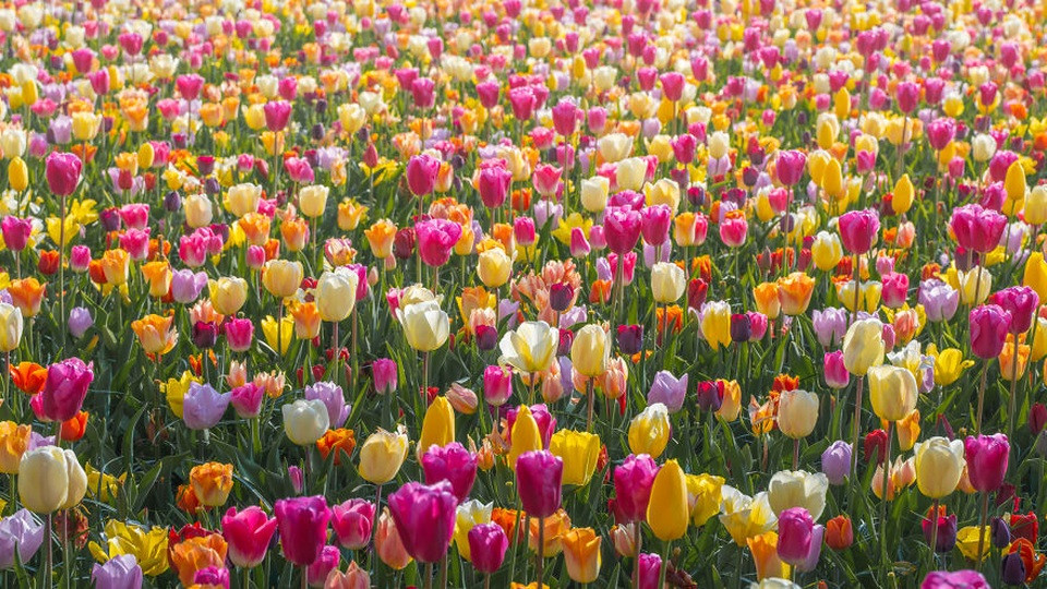 Vườn hoa Keukenhof với dòng hoa tulip đỏ và trắng uốn lượn