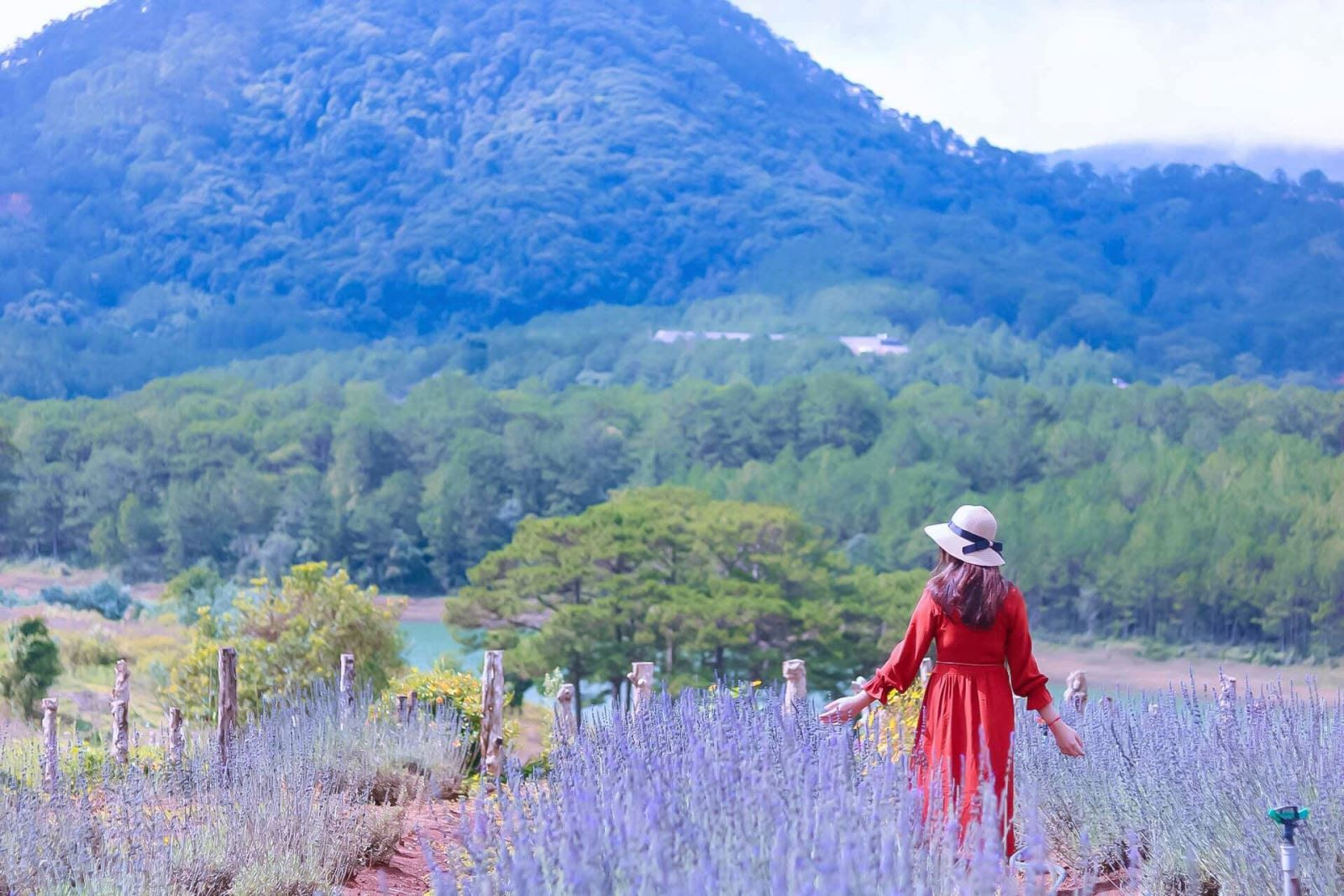 Vườn hoa Lavender Đà Lạt