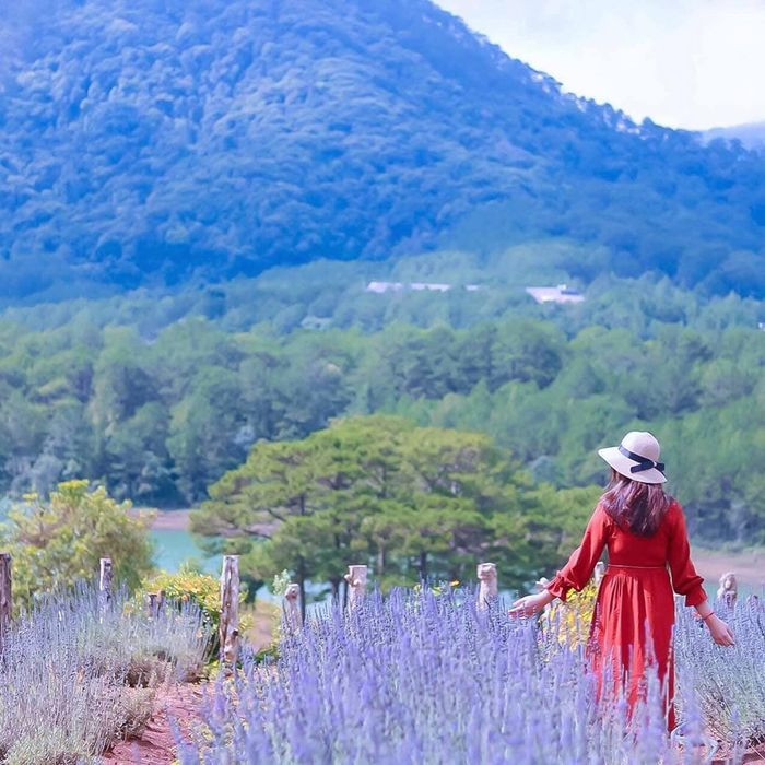 Vườn hoa lavender lãng mạn bên hồ Tuyền Lâm Đà Lạt