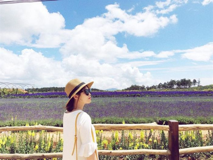 Vườn hoa lavender thơ mộng tại đồi chè Cầu Đất Đà Lạt