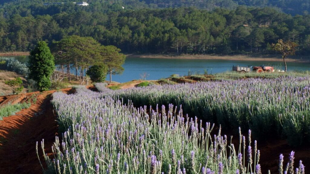 Vườn hoa Lavender tím biếc soi bóng Hồ Tuyền Lâm, điểm nhấn lãng mạn trong danh sách những vườn hoa nổi tiếng ở Đà Lạt.