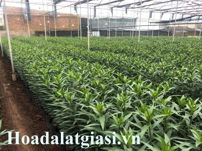 Vườn hoa ly Đà Lạt rực rỡ sắc màu trong nắng sớm, chuẩn bị cho mùa Tết