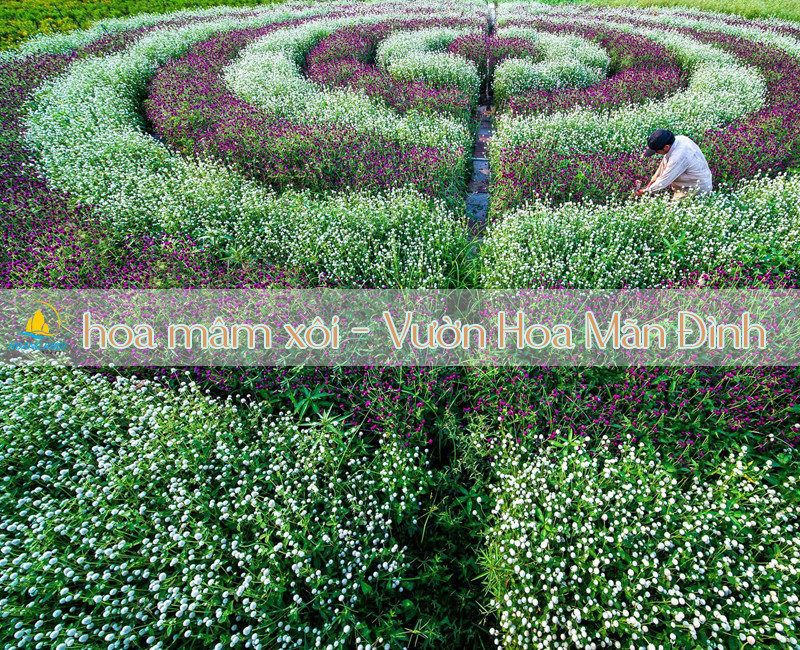 Vườn hoa mâm xôi thiết kế ruộng bậc thang tại Vườn hoa Mãn Đình Hồng Tiền Giang