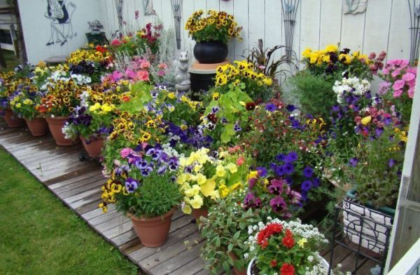 Vườn hoa nhỏ đẹp, điểm nhấn xinh xắn cho không gian, với các chậu hoa được sắp xếp gọn gàng.