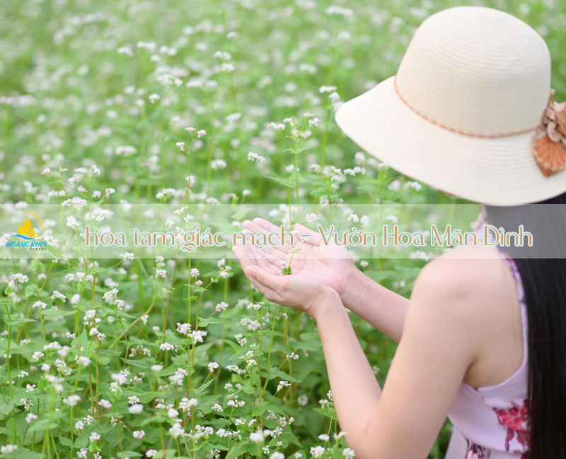 Vườn hoa tam giác mạch trắng hồng tại Vườn hoa Mỹ Tho Tiền Giang, gợi nhớ Hà Giang